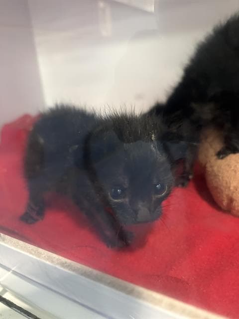 Fawn - Domestic Short Hair