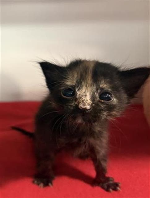 Jamie - Domestic Short Hair