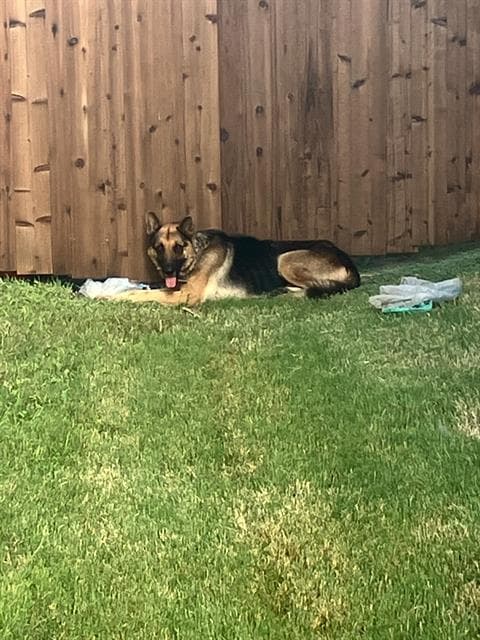 Don - German Shepherd Dog