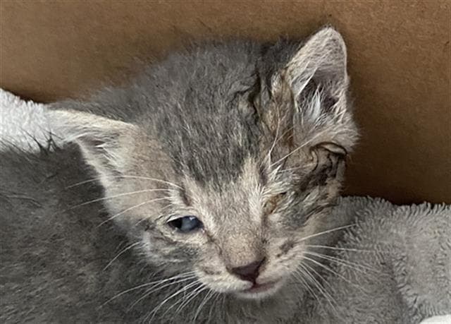 Eeny - Domestic Short Hair