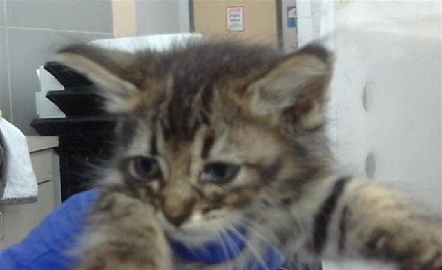 River - Domestic Short Hair