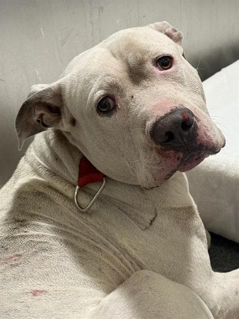 Roper - Pit Bull Terrier
