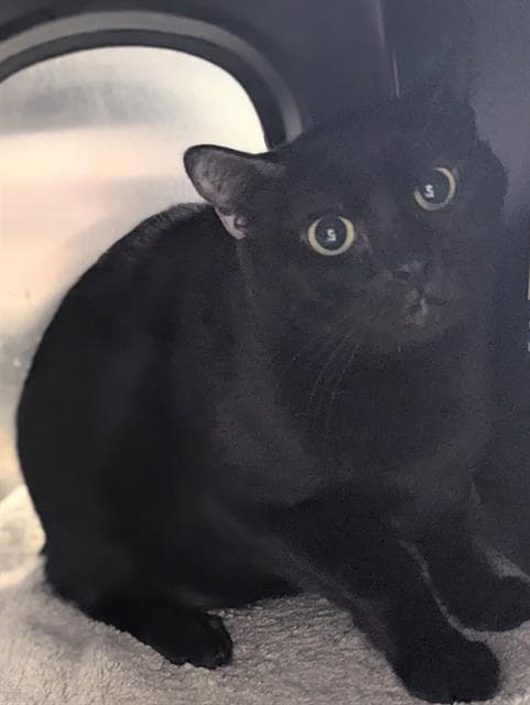 Apple - Domestic Short Hair