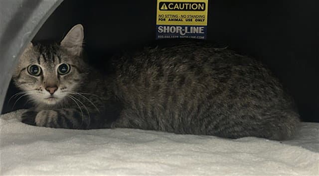 Charles - Domestic Short Hair
