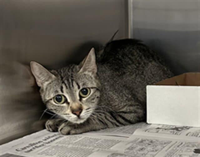 Dawson - Domestic Short Hair