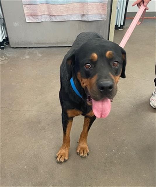 Anna - Rottweiler