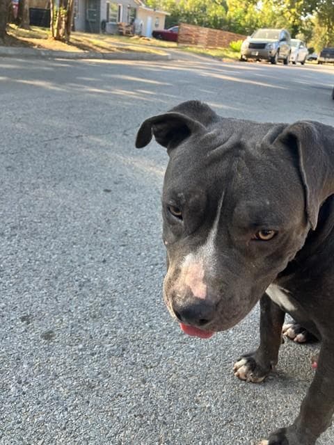 Gator - Pit Bull Terrier