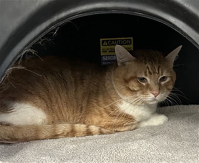 Dino - Domestic Short Hair