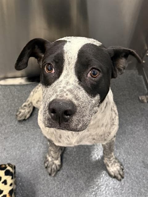 Rico - Australian Cattle Dog/Blue Heeler