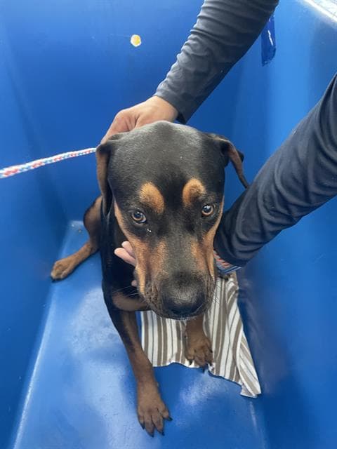 Nalo - Rottweiler
