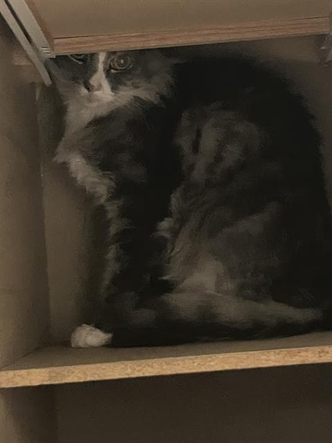 Stormy - Domestic Short Hair