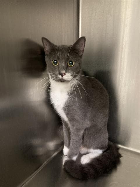 Cherokee - Domestic Short Hair