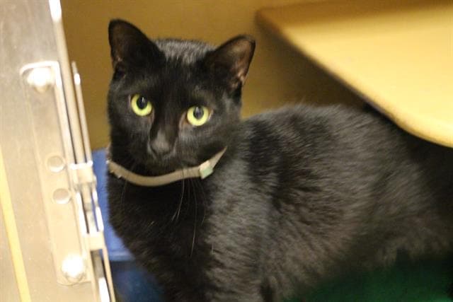 Cc - Domestic Short Hair