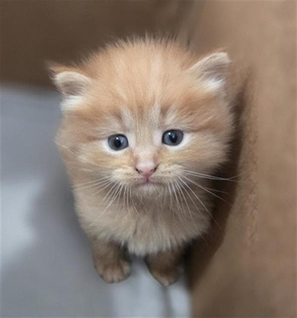 Ember - Domestic Medium Hair