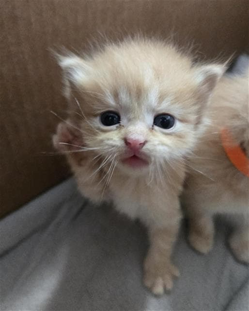 Windy - Domestic Medium Hair