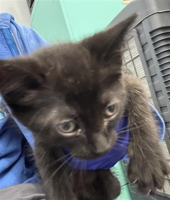 Kimchi - Domestic Short Hair