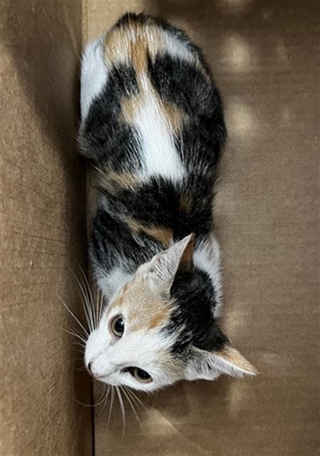 Mia - Domestic Medium Hair