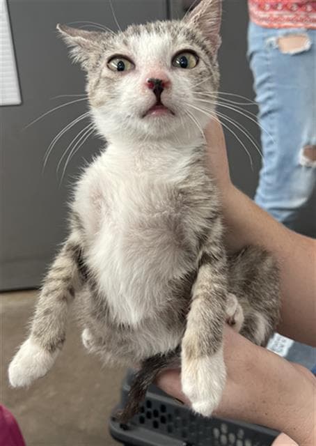 Dobi - Domestic Short Hair