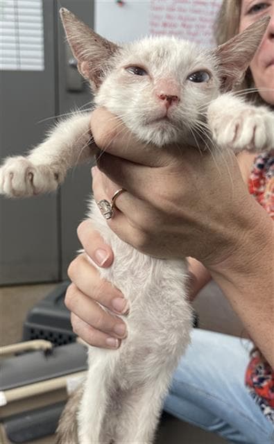 Pierce - Domestic Short Hair