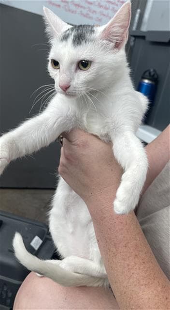 Stevie - Domestic Short Hair