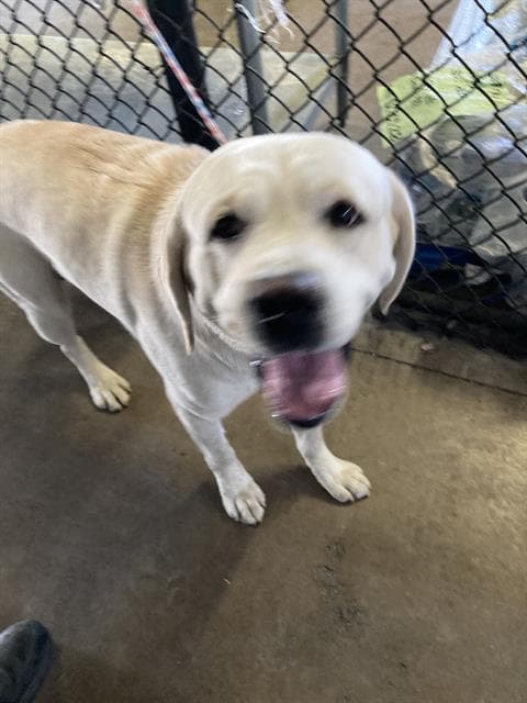 Roger - Labrador Retriever