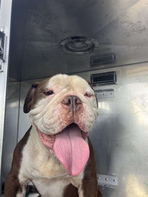 King - Bulldog