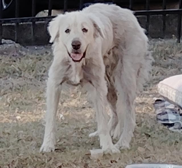 Lola - Great Pyrenees