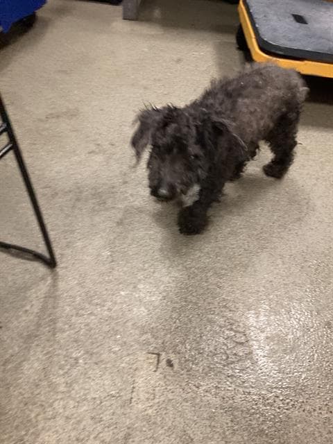Tony - Poodle (Toy)