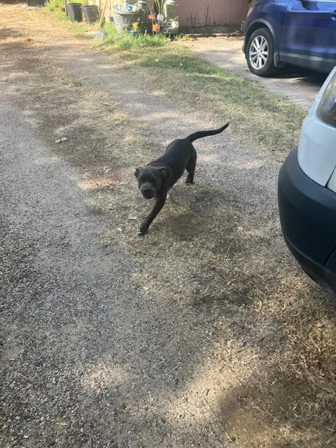 Bluebell - American Pit Bull Terrier