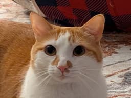 Scottie image 1