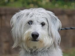 Samson image 4