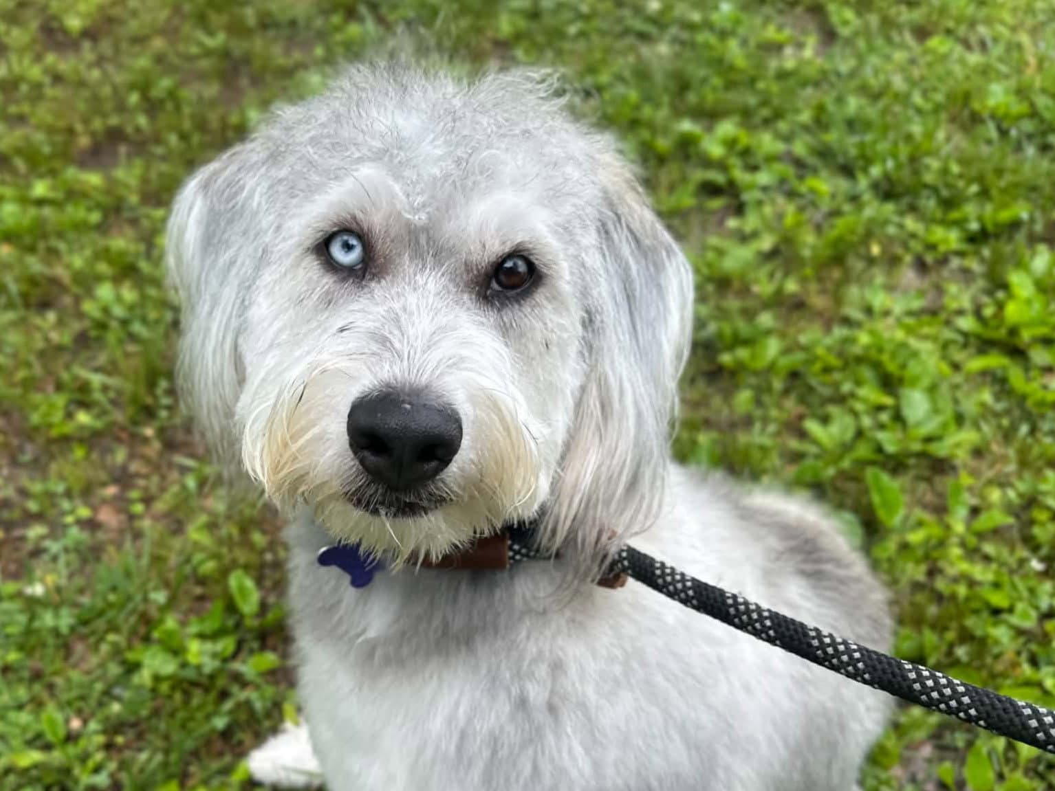 Samson - Poodle (Standard)