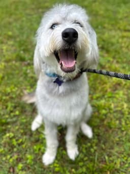 Samson image 3