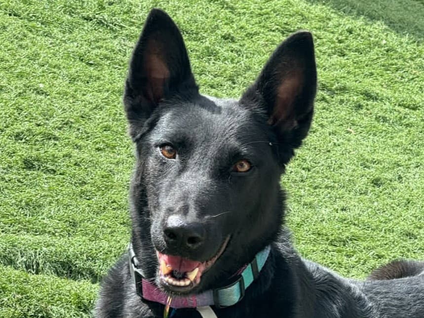 Mali - Belgian Shepherd Malinois