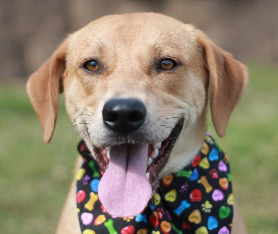 Hank - Mountain Cur