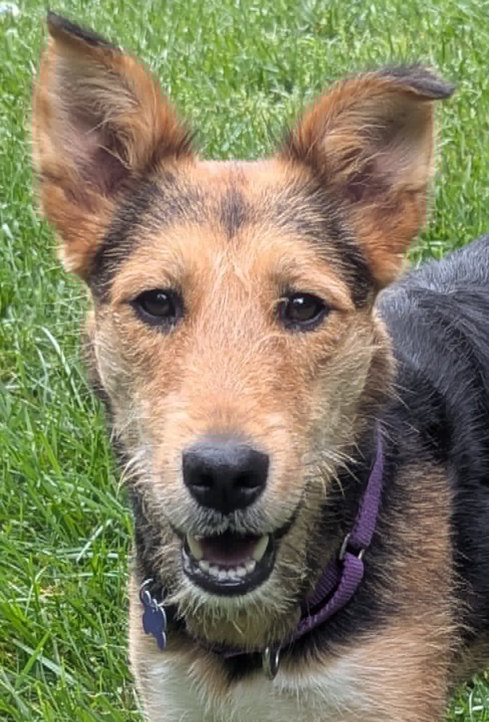 Lacy - Airedale Terrier