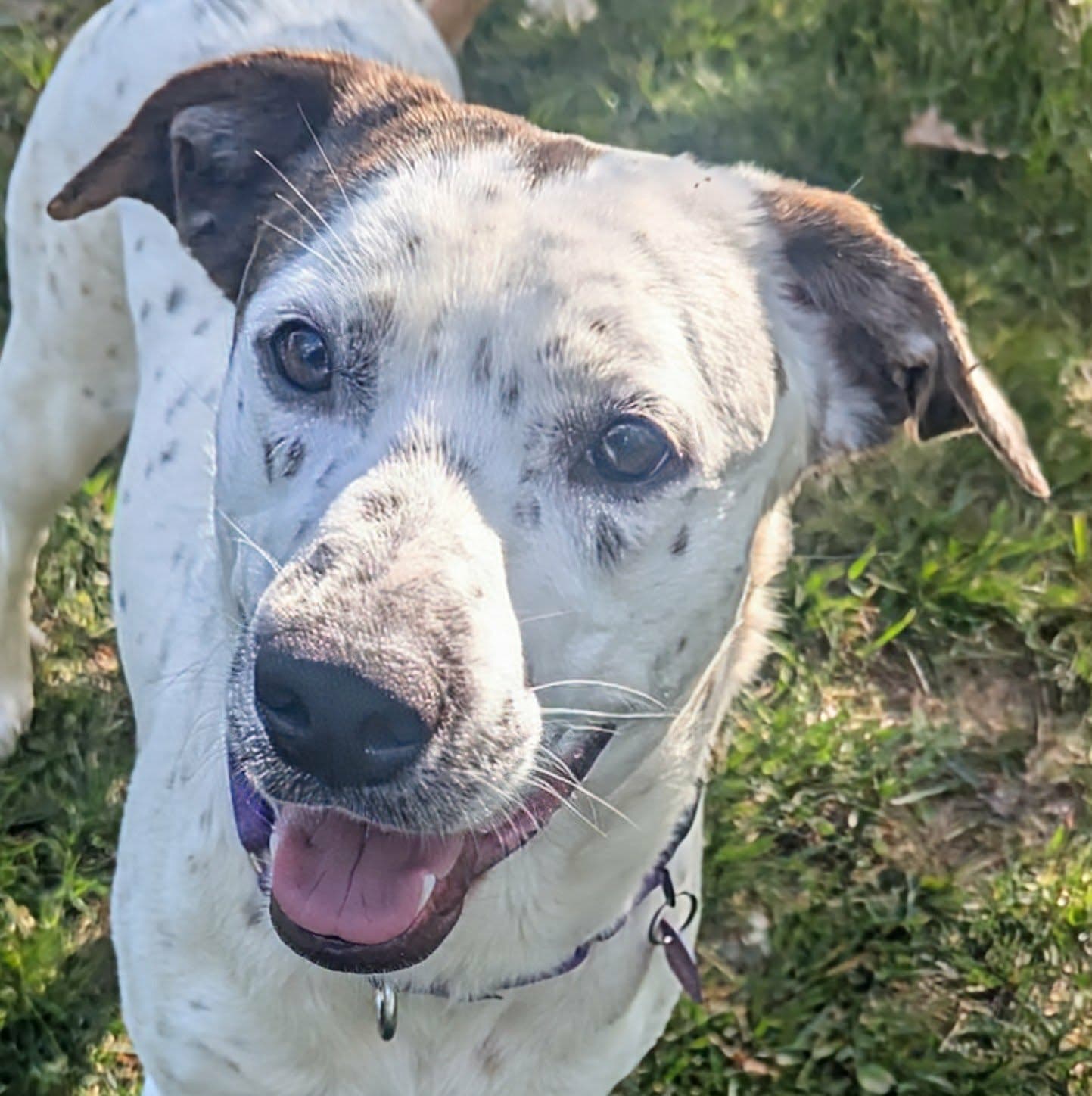Monty - Pointer