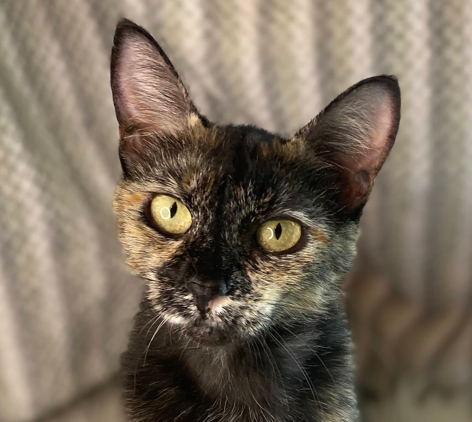 Junia - Domestic Short Hair