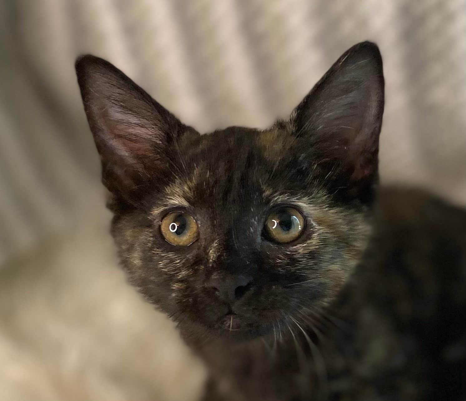 Jolie - Domestic Short Hair