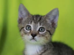 Sprout image 1