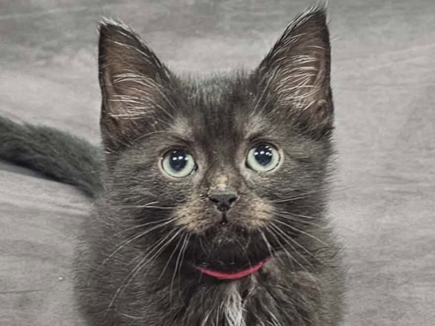 Soot - Domestic Medium Hair