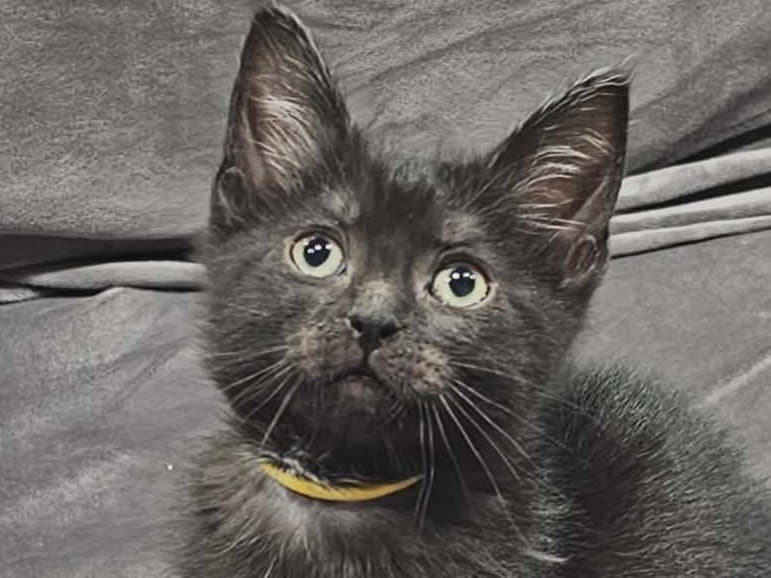 Shade - Domestic Short Hair