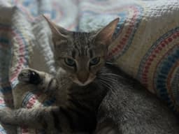 Mabel image 3