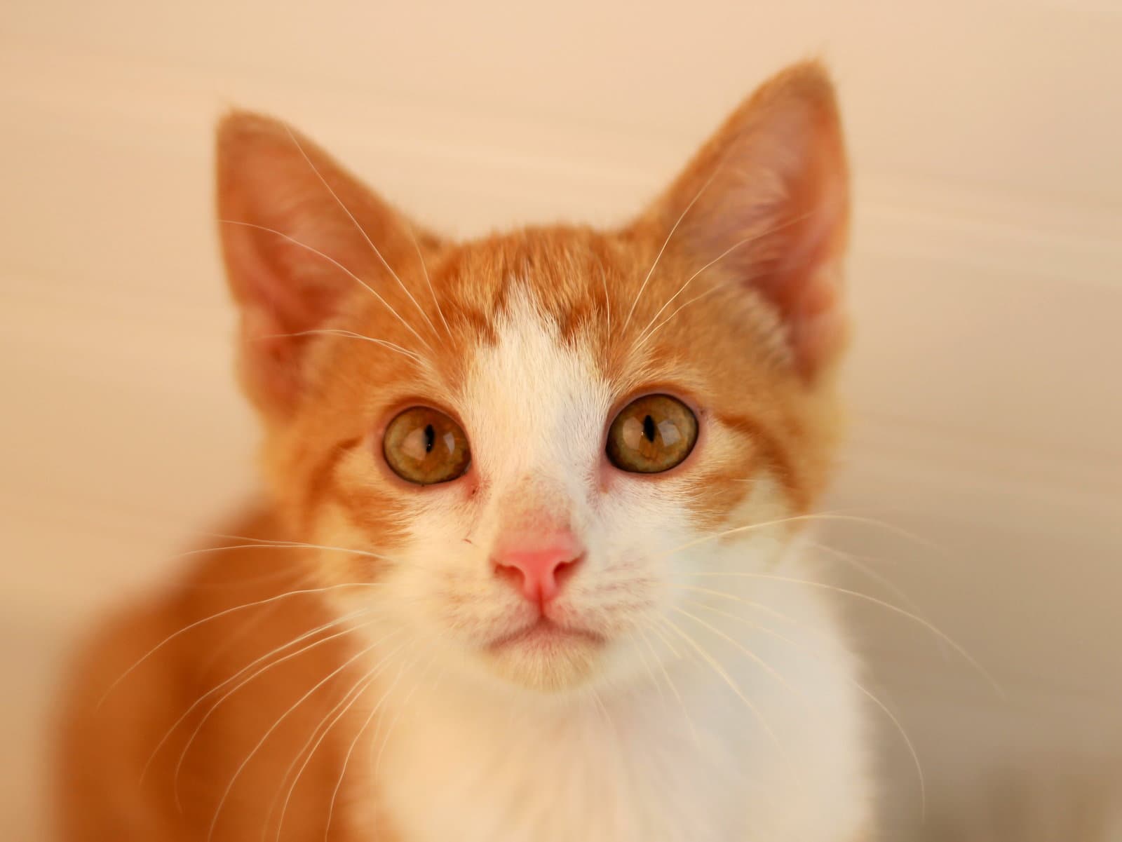 Saturn - Domestic Short Hair