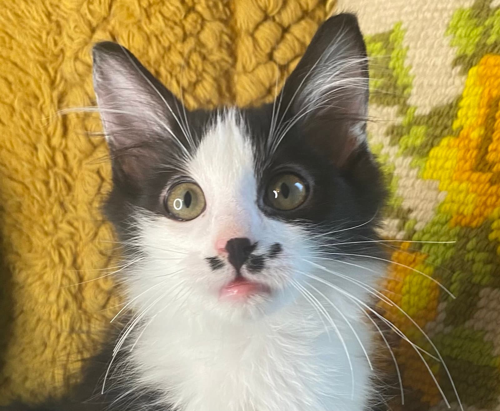 Atlanta - Domestic Short Hair
