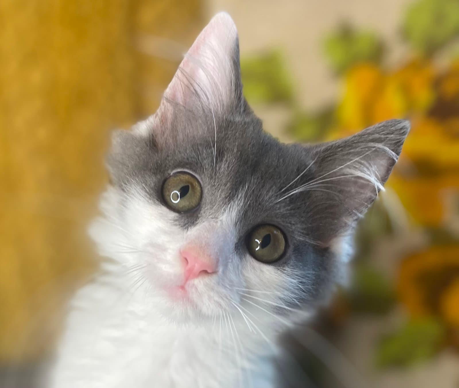 Cricket - Domestic Medium Hair