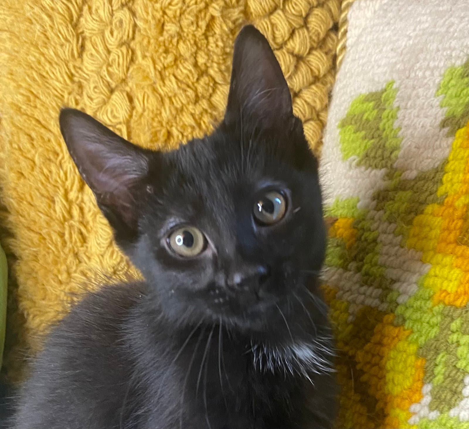 Felix - Domestic Short Hair