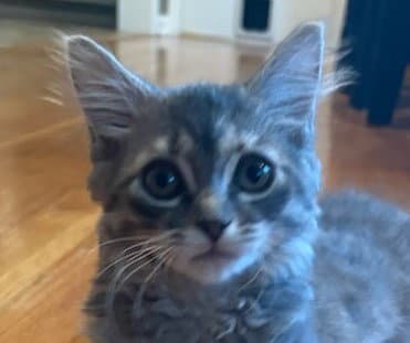 Luna - Domestic Long Hair