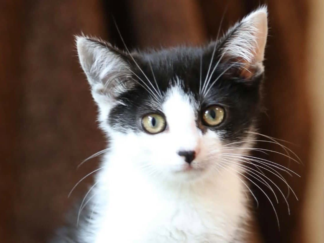 Bubbles - Domestic Short Hair