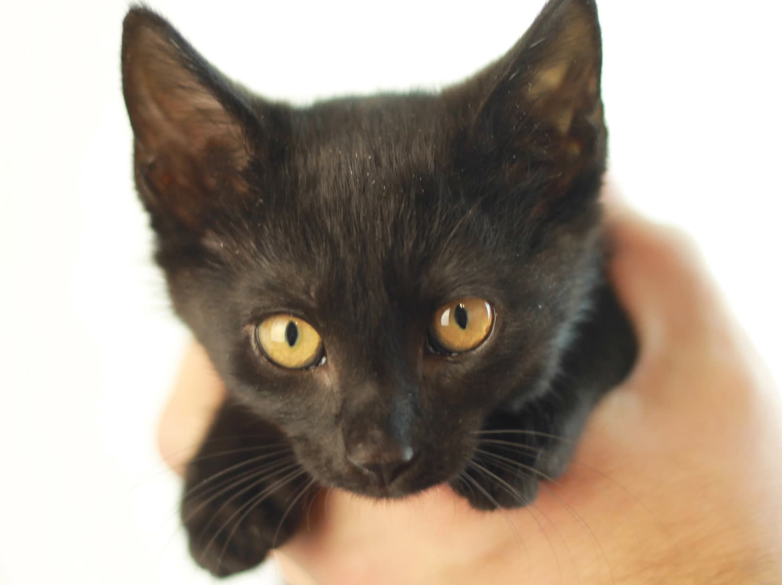 Rhodey - Domestic Short Hair